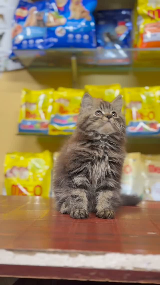 Persian, farm video
