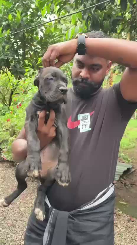 Cane Corso Puppy, farm video