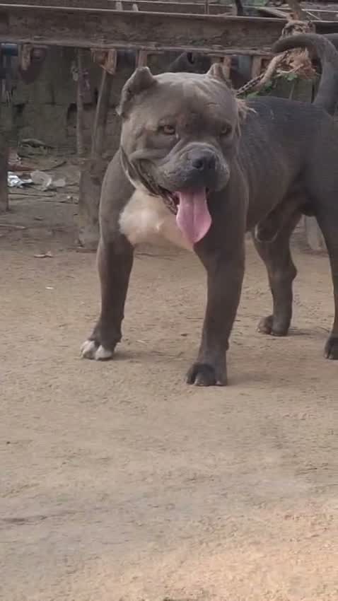 American Bully XXL Size Puppy, farm video