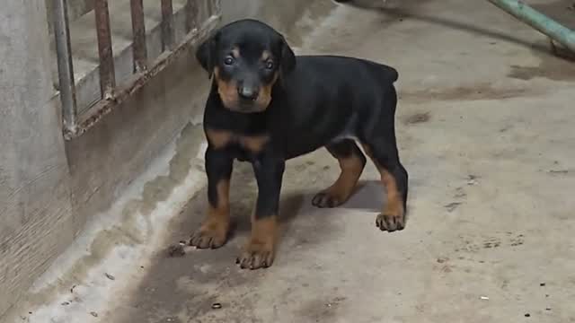 European Doberman Puppy | Black & Tan, farm video