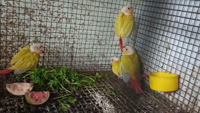 Small Cheek Conure, farm video