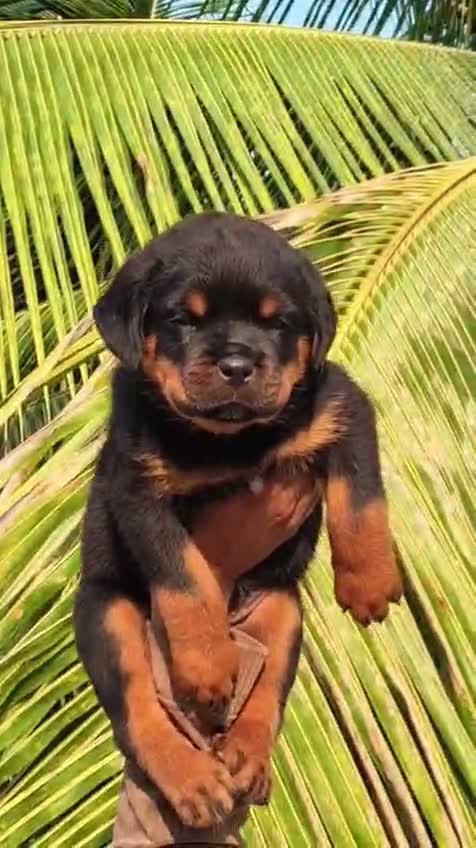 Rottweiler Puppy, farm video