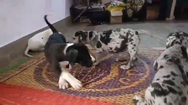 Great Dane Puppy, farm video