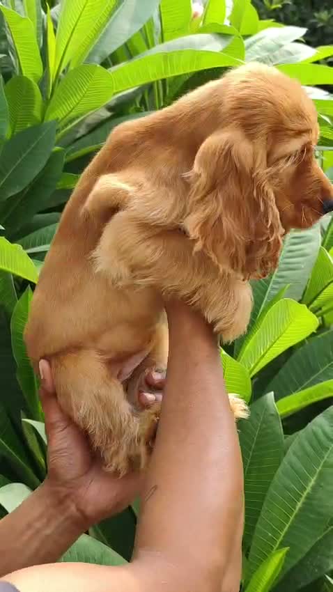 Dachshund Puppy | Brown & Tan, farm video