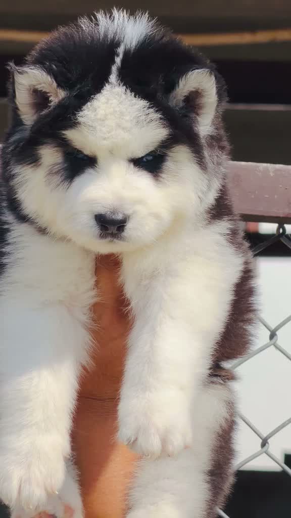 Siberian Husky Puppy | Black & White Color, farm video