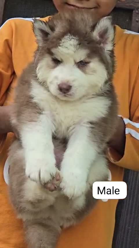 Siberian Husky Puppy | Black & White Color, farm video