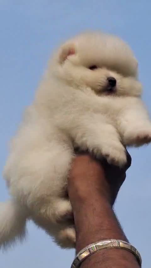 Pomeranian Puppy, farm video