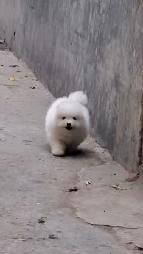 Pomeranian Puppy, farm video