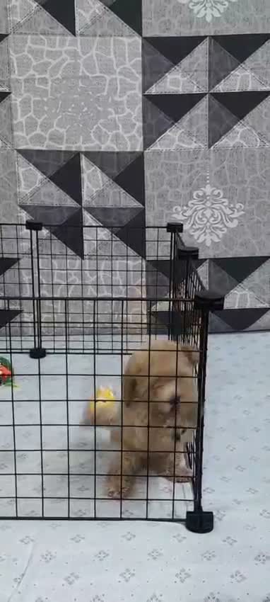 Toy Poodle Puppy, farm video