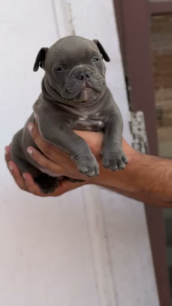 American Bully Pocket Size Puppy, farm video