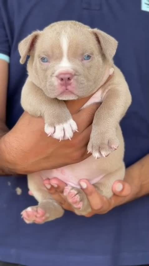 American Bully Pocket Size Puppy, farm video
