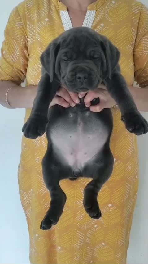 Cane Corso Puppy, farm video