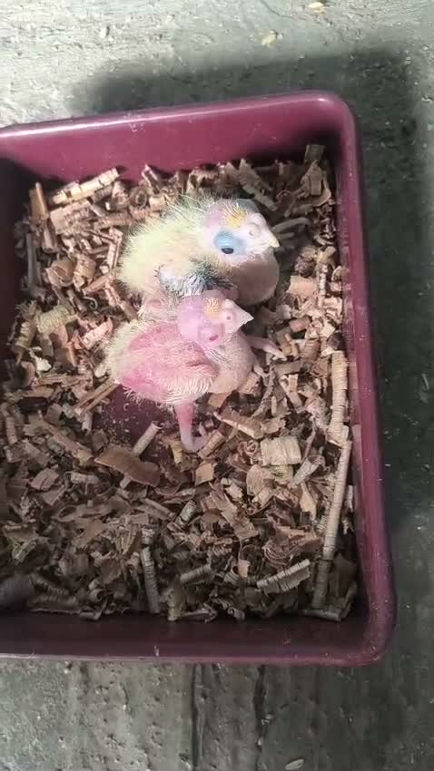 Cockatiel | Pied, farm video