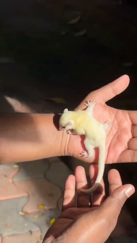 Sugar Glider | Grey, farm video