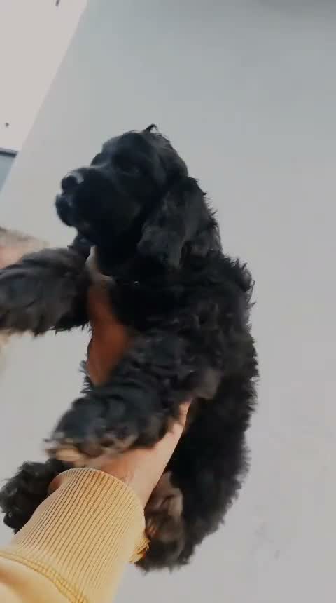 Cocker Spaniel Puppy, farm video