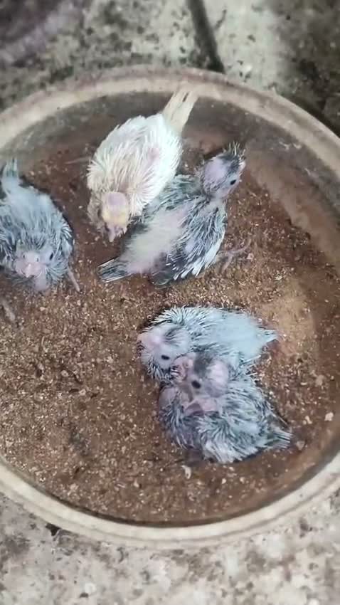 Cockatiel | Pied, farm video