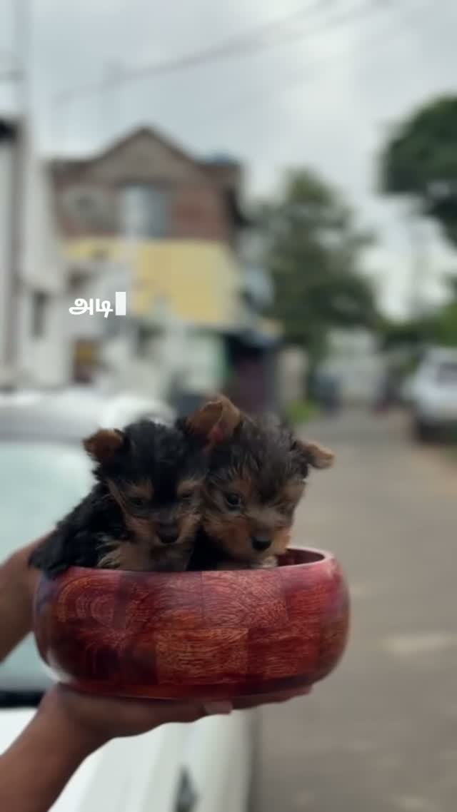 Pitbull Terrier Puppy, farm video