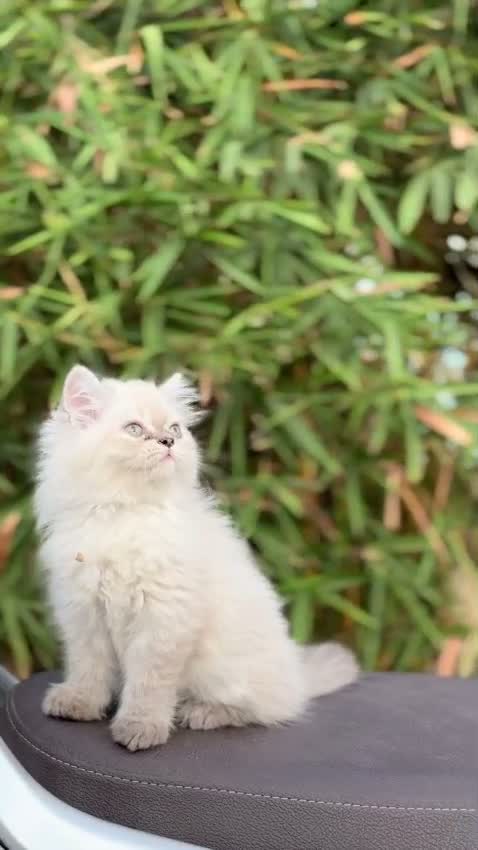 Himalayan Kitten, farm video