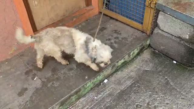 Shih Tzu | Black Color, farm video