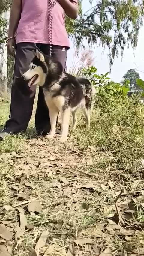 Siberian Husky Puppy | Black & White Color, farm video