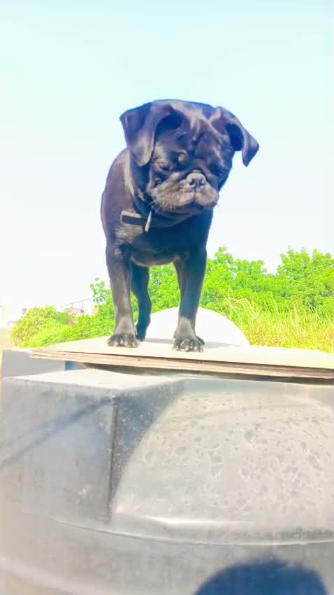 Pug Puppy, farm video