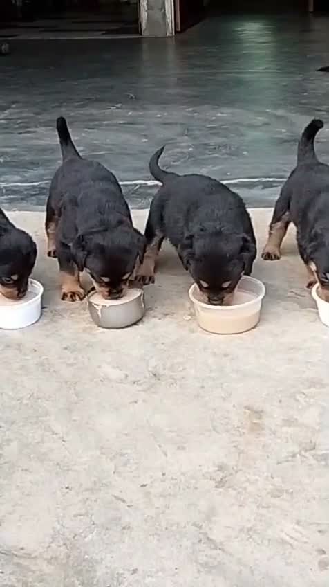 Rottweiler Puppy, farm video