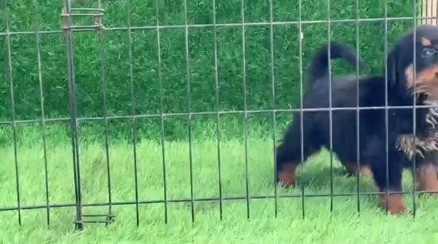 Rottweiler Puppy, farm video