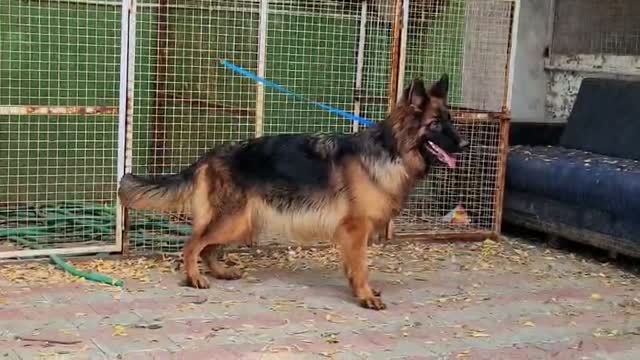 German Shepherd Puppy, farm video
