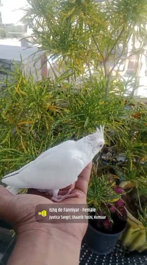 Cockatiel, farm video