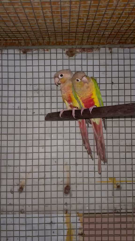 Pineapple Headed Conure, farm video