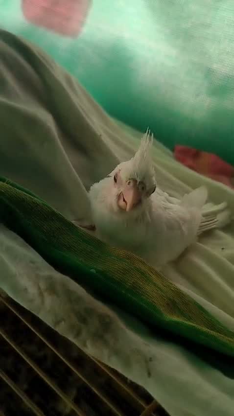 Cockatiel, farm video