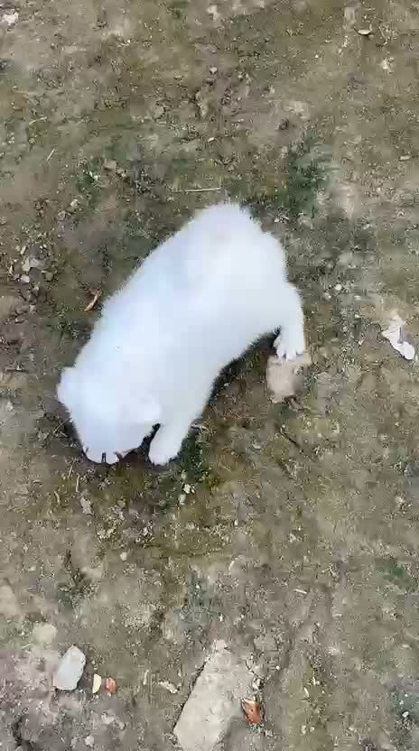 Culture Pom Puppy, farm video