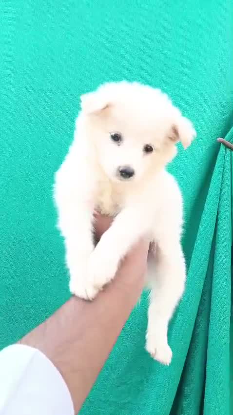 Culture Pom Puppy, farm video