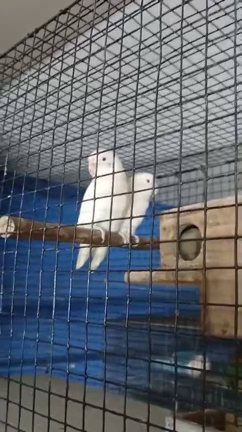 African Love Birds | Fallow, farm video