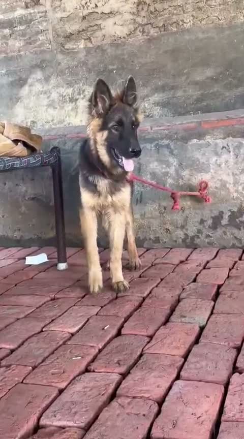 German Shepherd Puppy, farm video