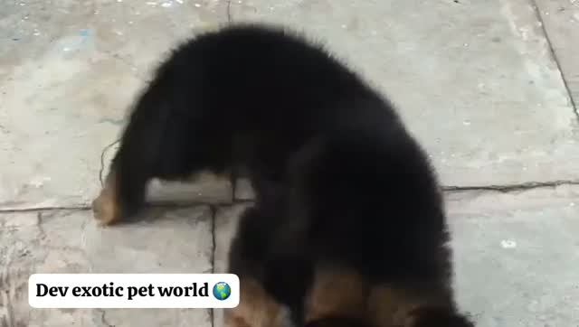 German Shepherd Puppy, farm video
