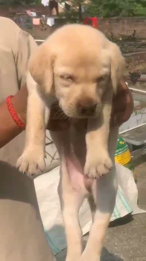 Dachshund Puppy, farm video