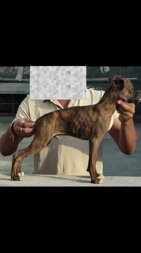 Boxer Puppy, farm video
