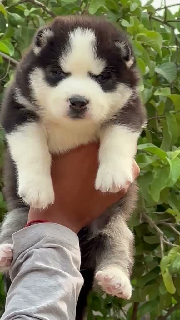Siberian Husky Puppy | Black & White Color, farm video