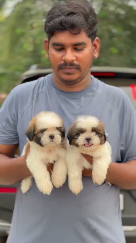Shih Tzu | Black Color, farm video