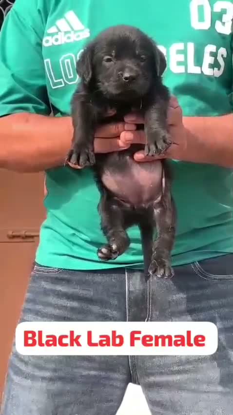 Dachshund Puppy, farm video