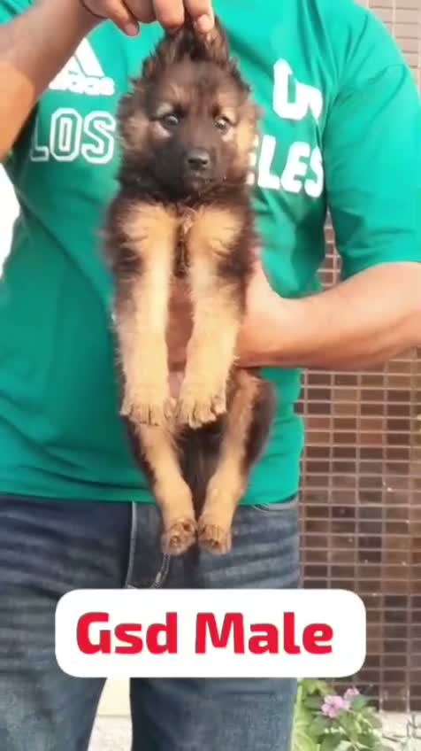 German Shepherd Puppy, farm video