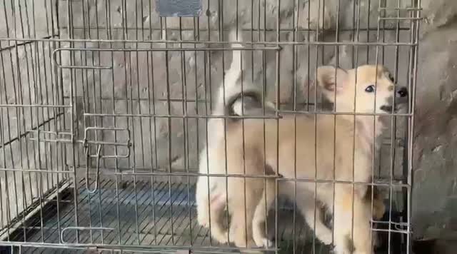 Culture Pom Puppy, farm video