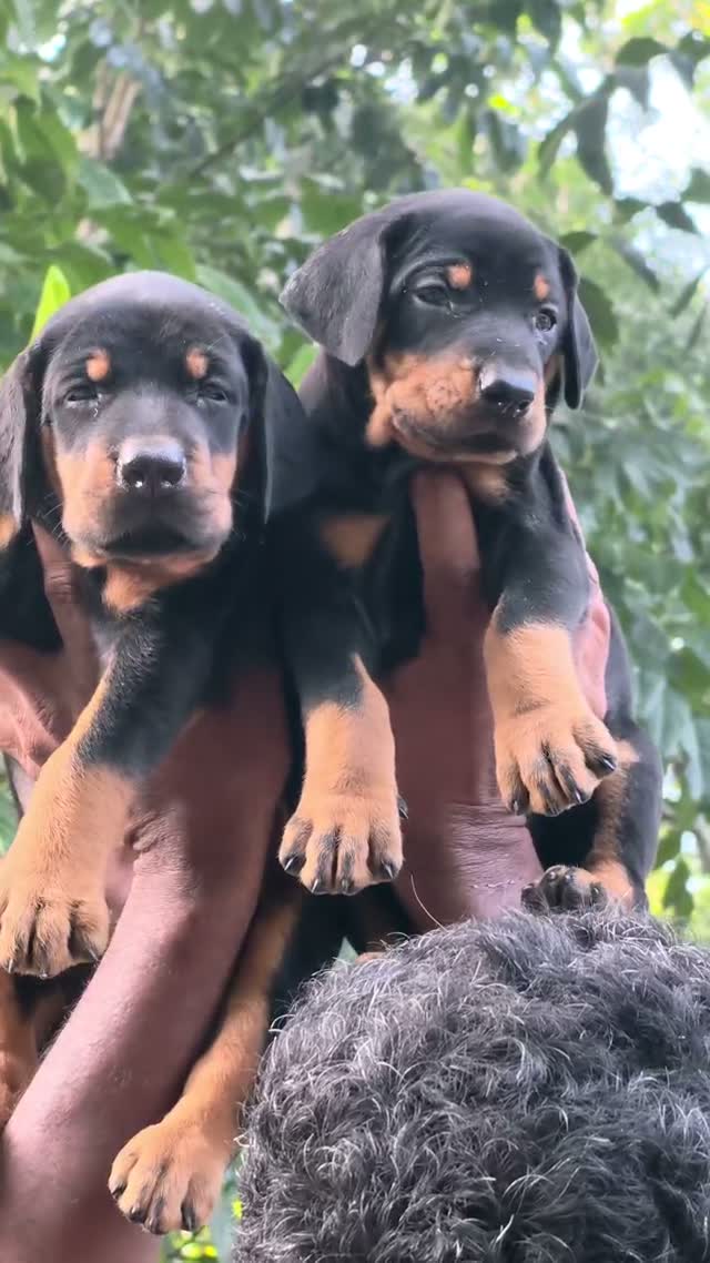 European Doberman Puppy | Black & Tan, farm video