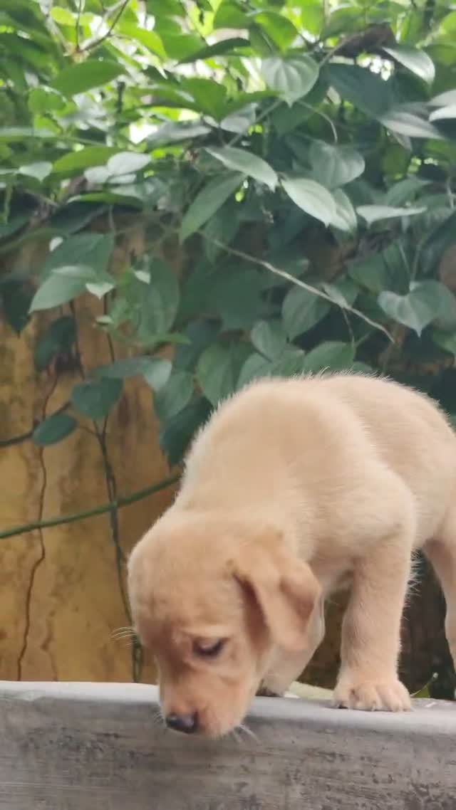 Dachshund Puppy, farm video