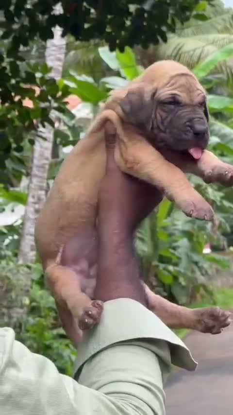 Great Dane Puppy, farm video