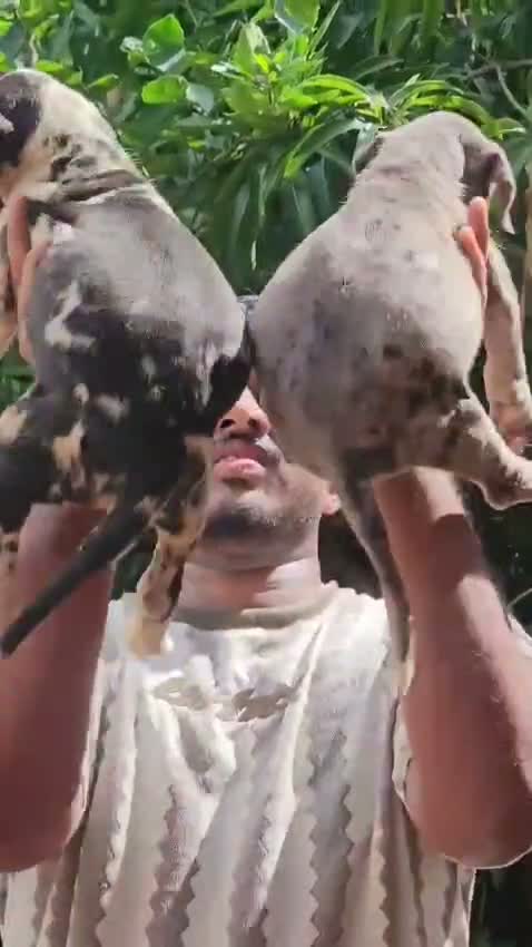 Dachshund Puppy, farm video