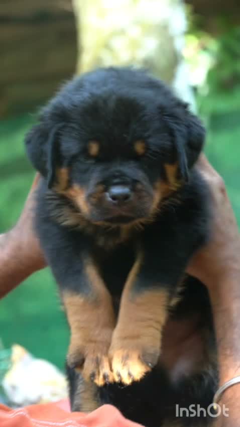 Rottweiler Puppy, farm video
