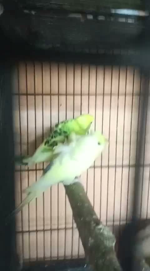 Helicopter Budgies, farm video