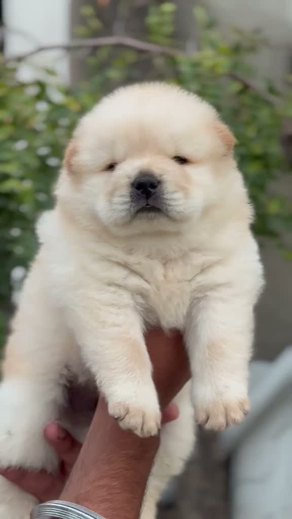 Chow Chow Puppies, farm video